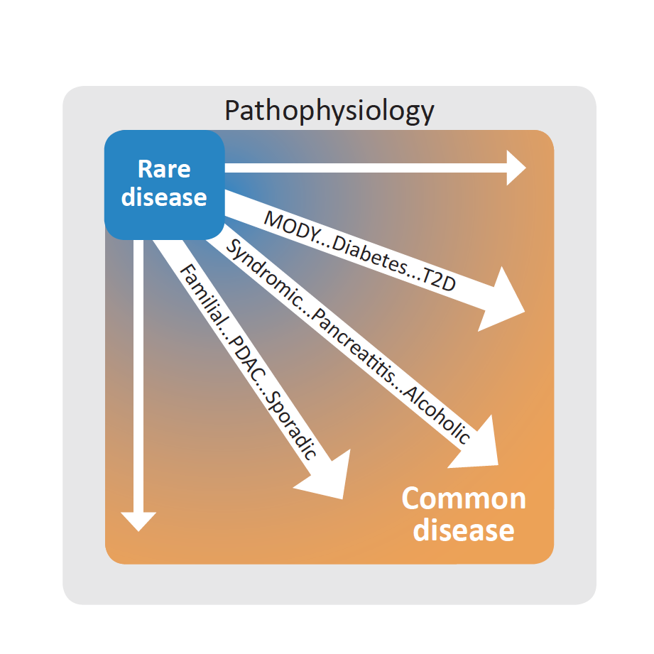 Graphical representation of the pathophysiology