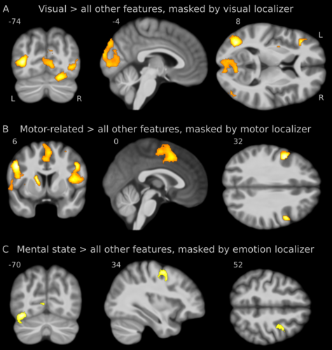 Die Abbildung zeigt Aktivitätsmuster für Begriffseigenschaften, die einen Bezug haben zu visuellen und motorischen Merkmalen sowie zu mentalen Zuständen.