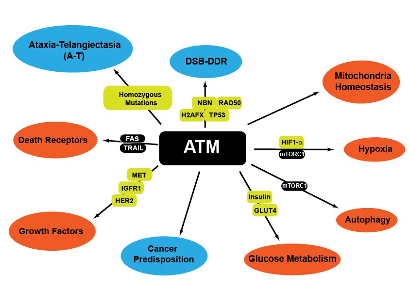 Schematic of the function of ATM
