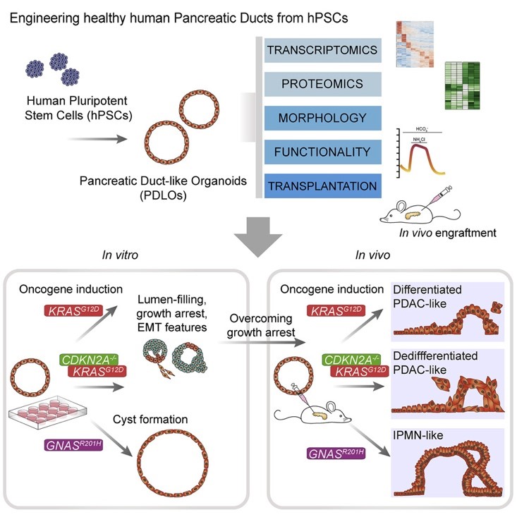 Graphical abstract from Breunig et al. 2021, Cell Stem Cell Scheme: Engineering healty human Pancreatic Ducts from human pluripotent Stem Cells
