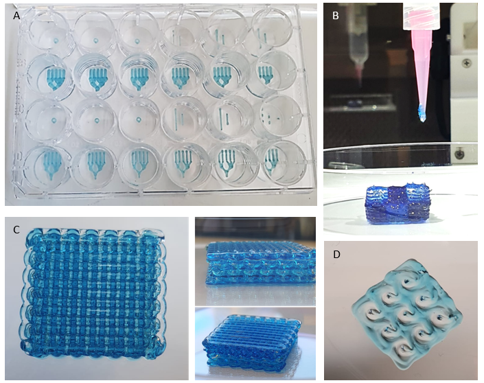 Figure A displays a 24 well-plate containing various printed structures such as circles, lines, and branches, that imitate the appearance of pancreatic ducts. Figure B shows the bioprinter, printing a cube with two different colors. Figure C displays the 3D grid-like structure with 10 layers and two colors, and Figure D showcases a 3X3 grid printed with three diverse cell types that mimic the cell types found in pancreatic tissue.