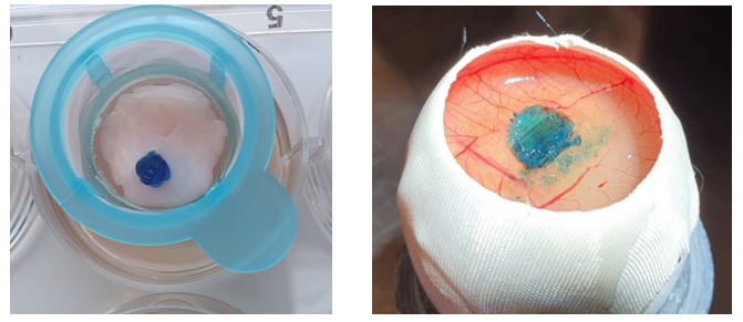 This figure illustrates a porcine urinary bladder (PUB) model and a chorio-allantoic membrane (CAM)-model. To serve as the base surface for printing, the irregular surface of the model is scanned and utilized. The printing process is conducted on this surface