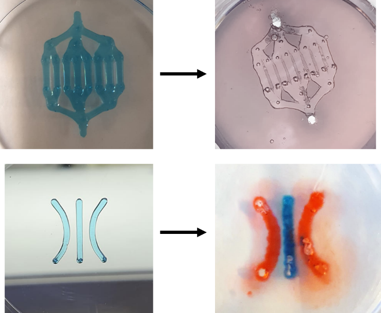 Quelle: IMOS This figure displays the printing of sacrificial channels. On top, there is a vasculature-like structure, which is removed from the structure at the end, and on bottom, three channels printed, which can be considered as a model for drug screening, or cell culture