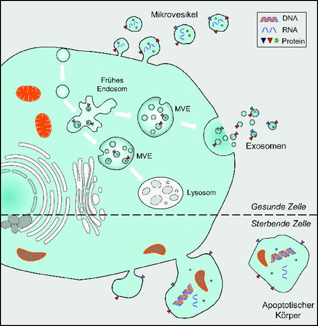 Release of extracellular vesicles (nwg.glia.mdc-berlin.de)