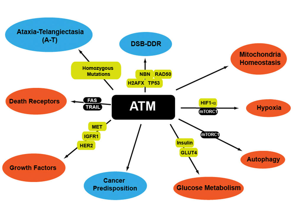 Schema zur Funktion von ATM