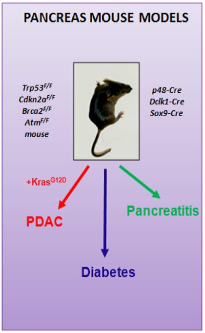 Schema zum Pankreas Maus Model