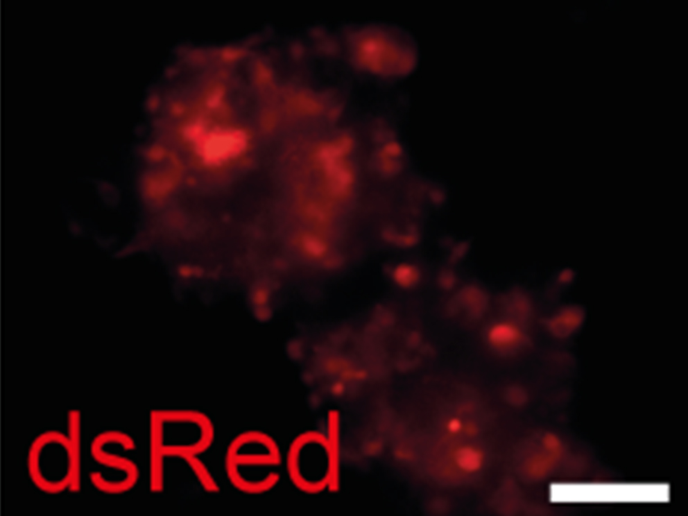 mikroskopische Aufnahme von fluoreszenzgefärbten Zellen