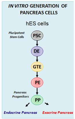 Schema zur in vitro Generation von Pankreaszellen