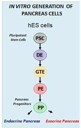 Schema zur in vitro Generation von Pankreaszellen