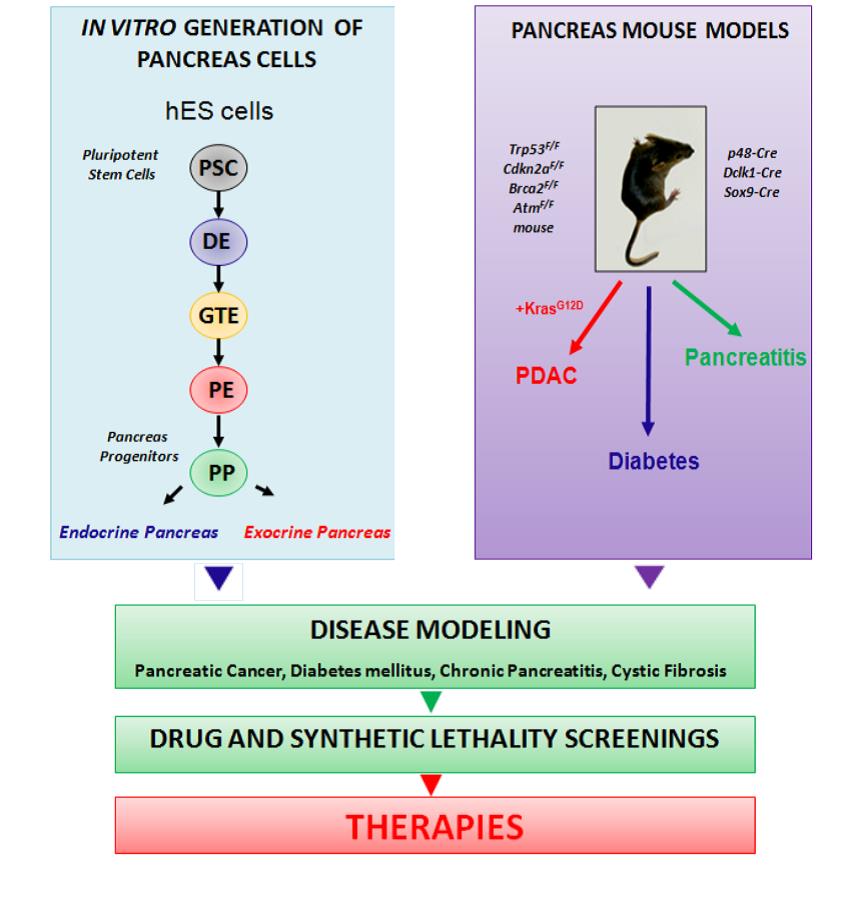 Schema zur Generation von Pankreaszellen und des Pankreas Maus Modells
