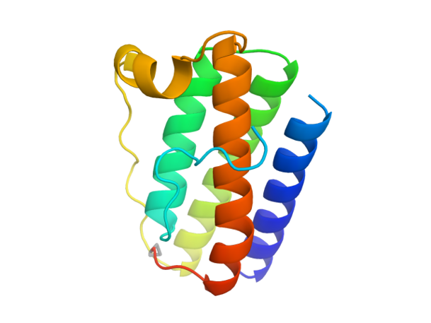 3D model of leptin