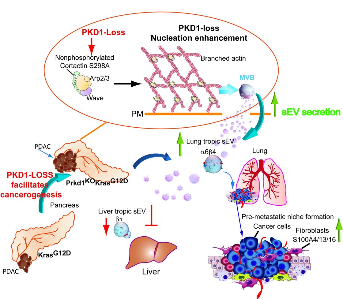 AG Eiseler Exosomes in Metastasis and Inflammation