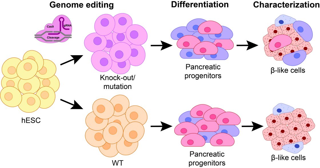 Schematic representation of hESCs (Wildtype and knock-out) and their differentiation into -like cells.
