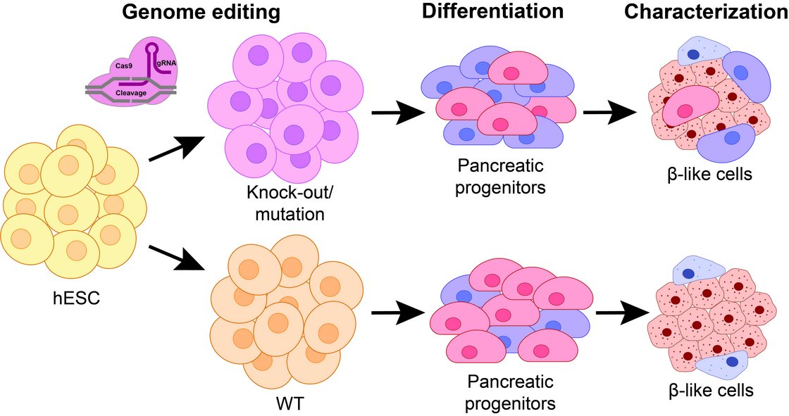 Quelle: Universitätsklinikum Ulm Schematic representation of hESCs (Wildtype and knock-out) and their differentiation into -like cells.