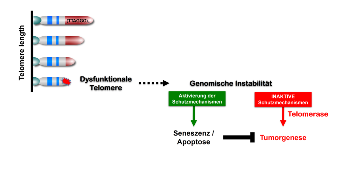 Telomere