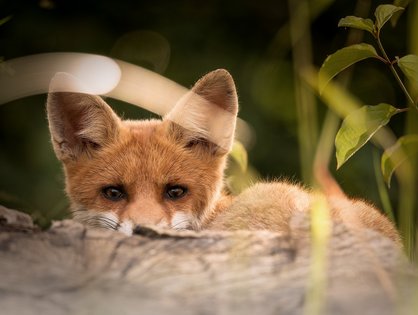 Universitätsklinikum Ulm: Nationales Kompetenzzentrum für Menschen mit der Fuchsbandwurm-erkrankung