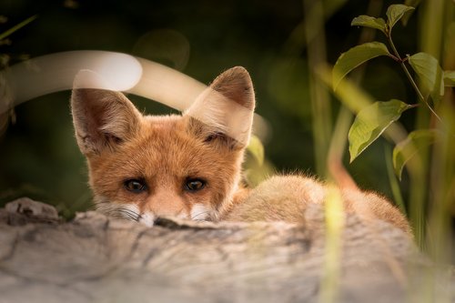 Universitätsklinikum Ulm: Nationales Kompetenzzentrum für Menschen mit der Fuchsbandwurm-erkrankung