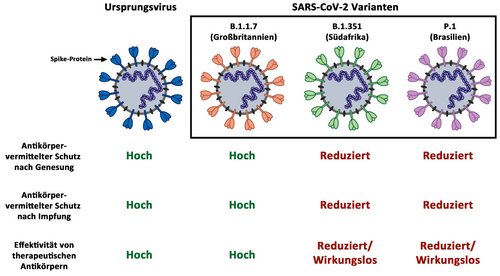 Die Abbildung fasst die Ergebnisse der Studie zusammen. Die nach einer durchgemachten Infektion oder einer Impfung im Körper vorhandenen Antikörper schützen weniger gut gegen eine Infektion mit SARS-CoV-2-Varianten B.1.351 (Südafrika) und P.1 (Brasilien). Auch die Wirkung von Antikörpern, die bereits als Medikamente zur Covid19-Therapie zugelassen sind, unterscheidet sich bei den SARS-CoV-2-Varianten.