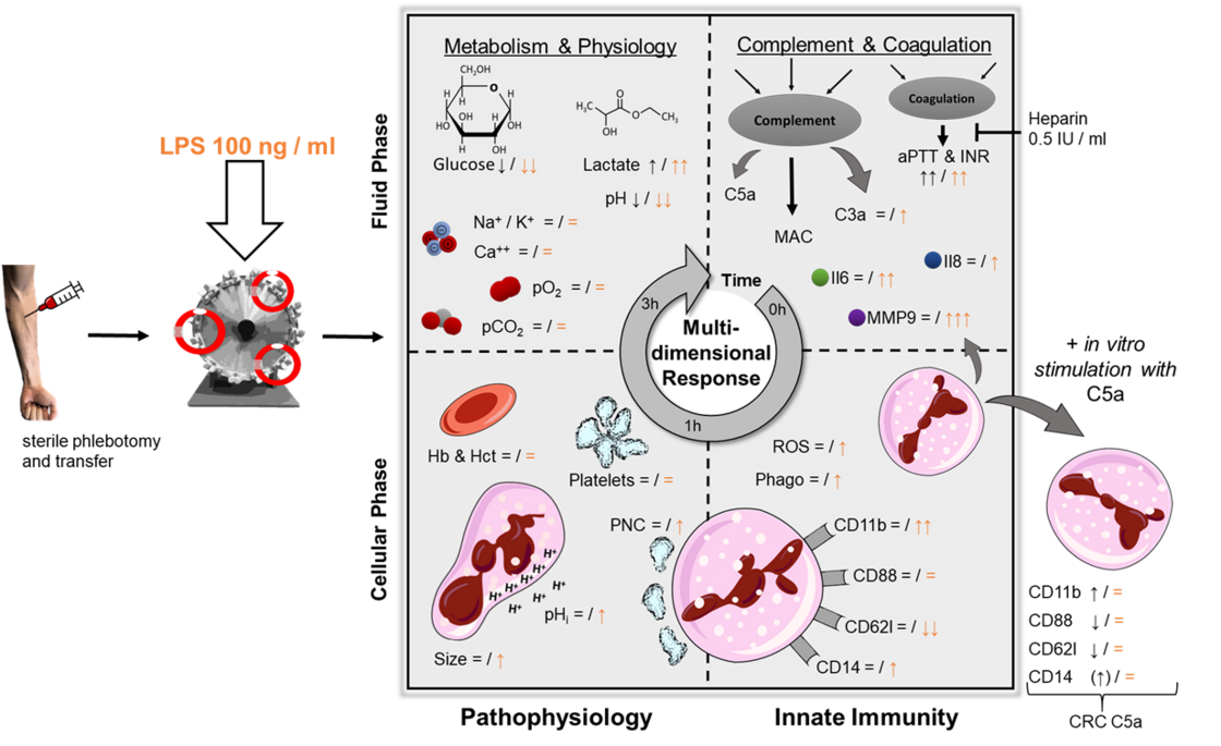 Quelle:ITI Human whole blood model of sepsis. Blood from healthy volunteers is transferred to rotating tubes to simulate the circulation and then exposed to bacteria and their products (e.g., E.coli, lipopolysaccharides) to simulate septic conditions. The subsequent immuno-pathophysiological response can be investigated in presence of preserved fluid cascade systems (e.g., coagulation, complement) and cellular systems (e.g., red blood cells, leukocytes, thrombocytes).