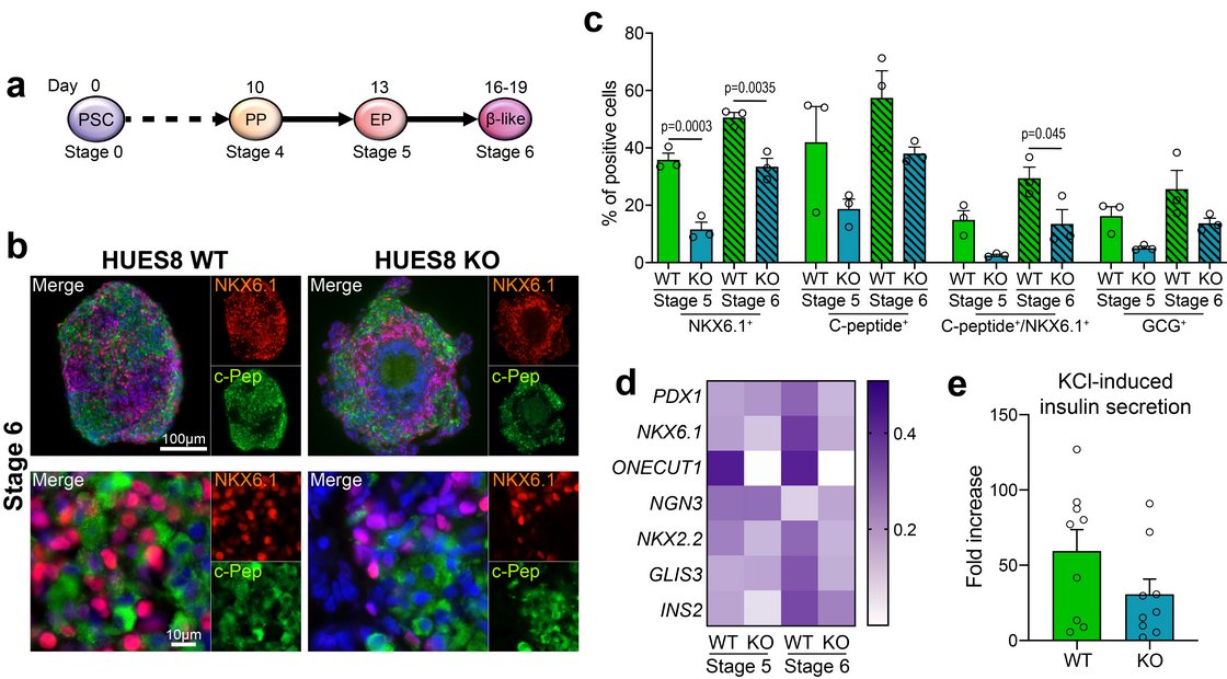 ESC with loss of ONECUT1 recapitulate the phenotype of patients with heterozygous ONECUT1 variants. In vitro differentiation towards pancreatic endocrine cells results in defective formation of pancreatic progenitors and beta-like cells. In addition to reduced expression of stage-specific markers, we show reduced insulin secretion.