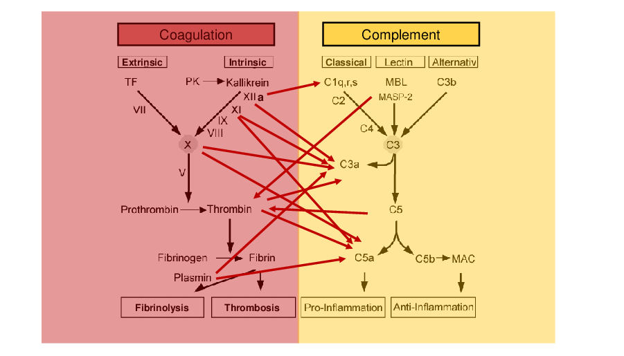 Quelle:ITI The coagulation (left) and complement (right) cascade closely interact upon a traumatic or septic challenge.