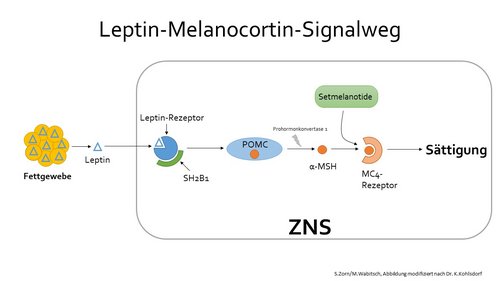 Schaubild Leptin-Melanocortin-Signalweg