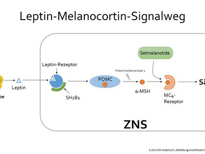 Schaubild Leptin-Melanocortin-Signalweg