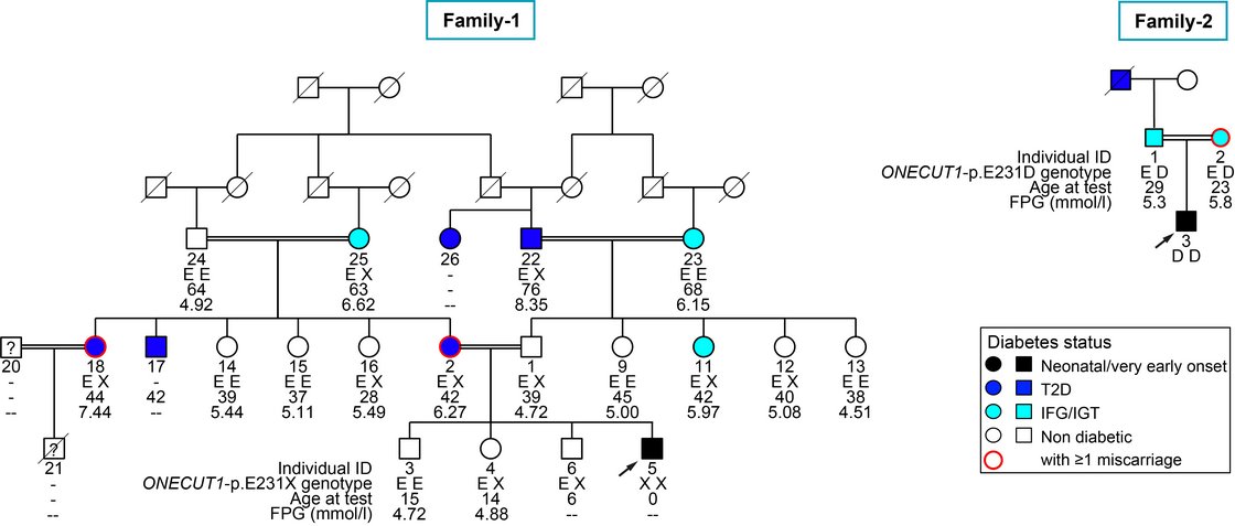 Genetic analysis of a patient with severe neonatal syndromic diabetes revealed a homozygous ONECUT1 protein-truncating variant. Further characterization of family members identified this variant heterozygous in the parents and heterozygous or homozygous wildtype in siblings. Additionally, we identified a homozygous missense variant of ONECUT1 in a unrelated patient diagnosed with early-onset diabetes harbored. Analysis of his parents revealed heterozygous ONECUT1 missense variants in both.