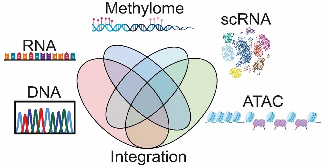 Schematic overview of methods including analysis of RNA, DNA, single cell RNA, and ATAC sequencing. In the middle of the figure, a Venn diagram is shown, depicting integration of the differently generated data sets