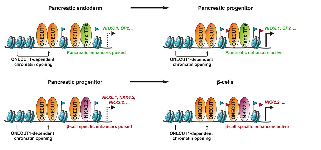 During pancreatic endocrine development, transcription factor ONECUT1 controls the transcriptional and epigenetic machinery by regulating transcription factor binding and enhancer activity. 