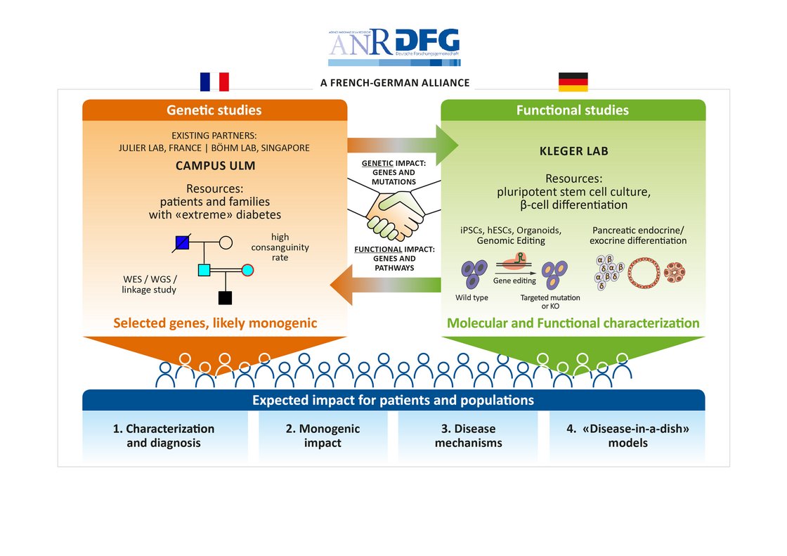 schematic representation of the cooperation between IMOS and Campus Ulm