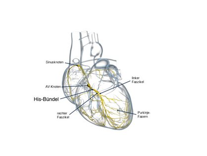 Das His-Bündel ist eine nur wenige Millimeter kleine Struktur im Herzen, wodurch ihre Lokalisation sehr komplex ist. (Quelle: Medtronic GmbH)