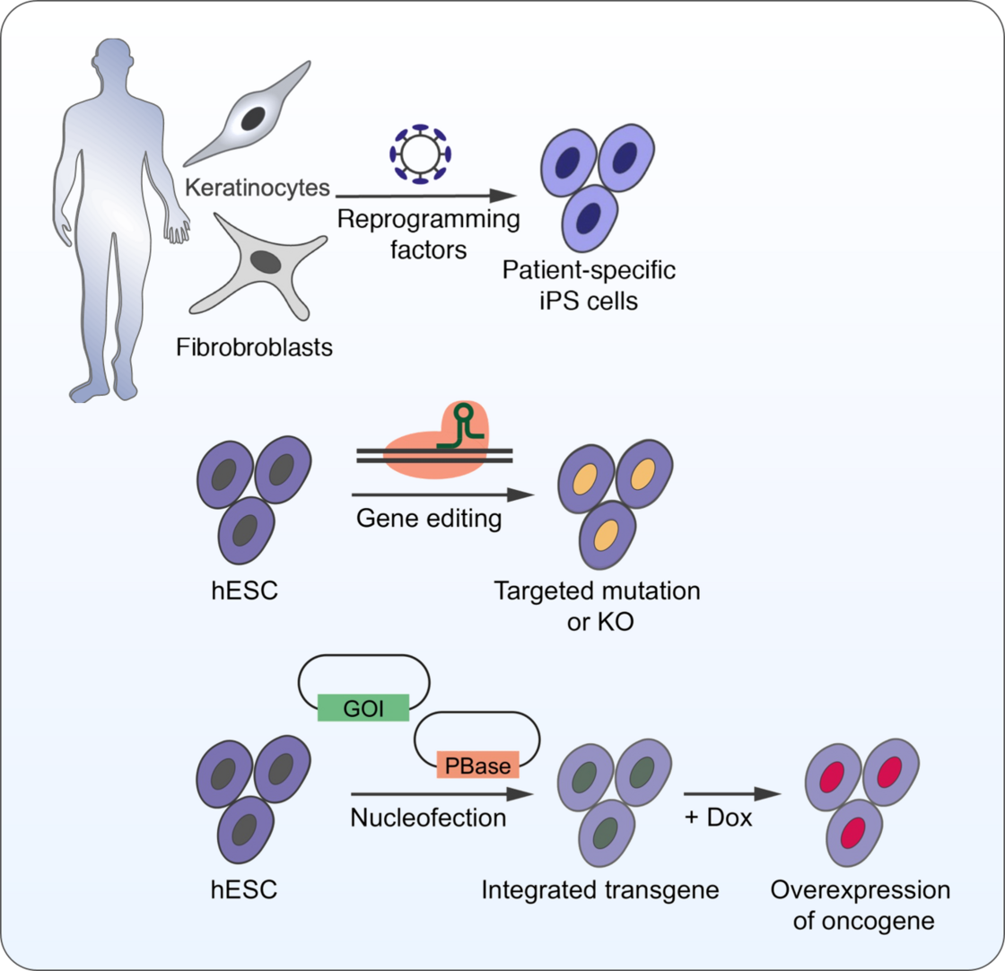 Schematic illustration: differentiation from pluripotent stem cell towards endocrine, acinar oder ductal cells