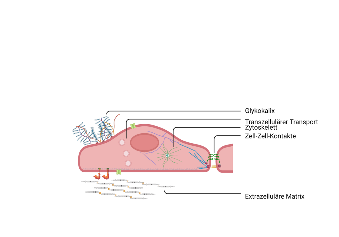 zelluläre Strukturen