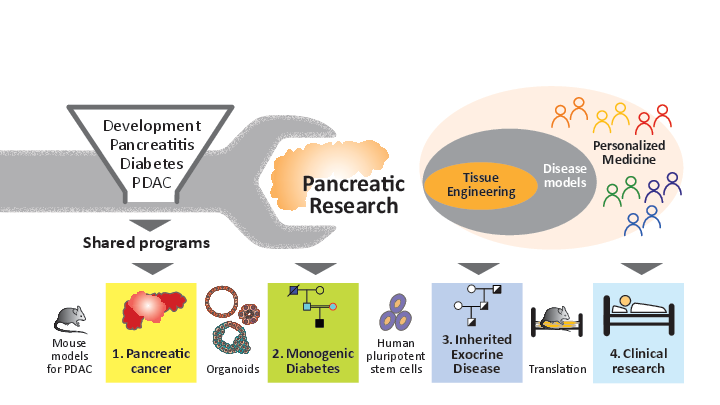 Graphical representation of the different steps during the research